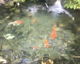 Koi Ponds Installation in Palmetto Bay