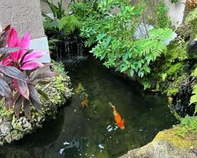 custom-pond-1